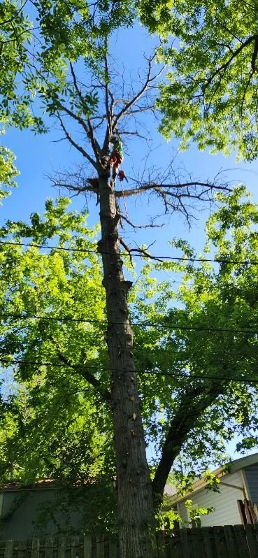 Completed tree project by Alchemy Tree